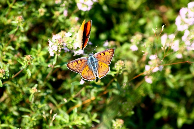 Lycaena alciphron